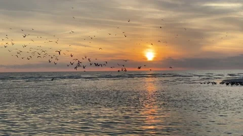 Flock of birds at sunset Beachfront Florida Gulf Coast Stock Footage 167427287