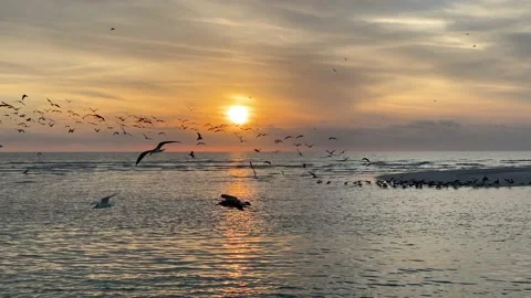 Flock of birds at sunset Beachfront Florida Gulf Coast Stock Footage 167427296