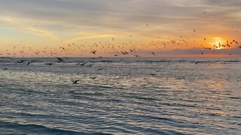 Flock of birds at sunset Beachfront Florida Gulf Coast Stock Footage 167427304