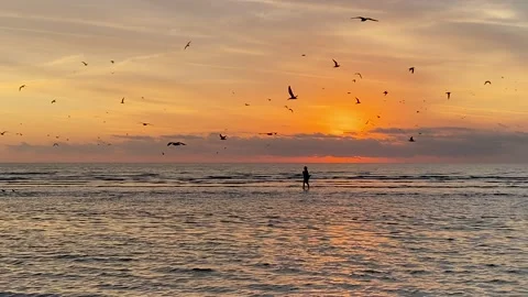 Flock of birds at sunset Beachfront Florida Gulf Coast Stock Footage 167427339