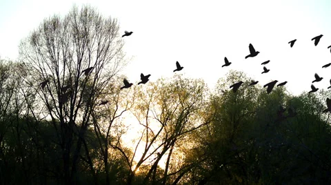 Flock of birds at sunset Stock Footage 37924806