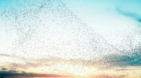 Flock of birds at sunset Vídeo Stock 40702228