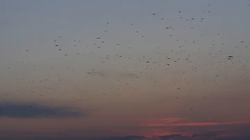 Flock Of Birds At Sunset Stock Footage 85704753