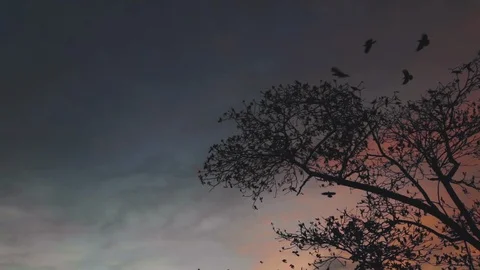 Flock of birds at sunset Video stock 109422357