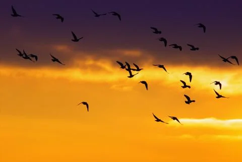 Flock of Birds in the Sunset Stock Photos