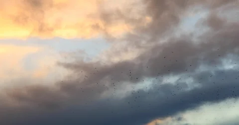 Flock of birds on the sunset sky background. Stock-Footage 120709626