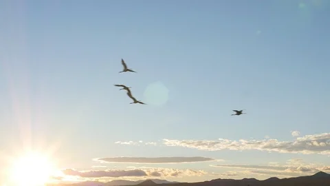 Flock of birds at sunset in slow motion Vídeo Stock 102292865