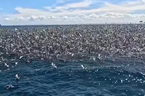 Flock of birds on the surface of the sea Stock Footage 325942847
