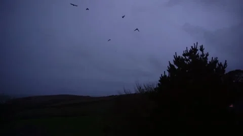 Flock of birds swoop through frame at night Stock Footage 146701246