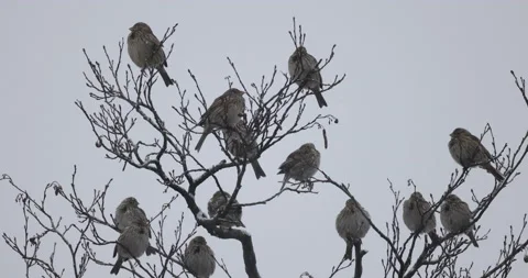 A flock of birds takes flight, 4K slow motion Stock Footage 168376478