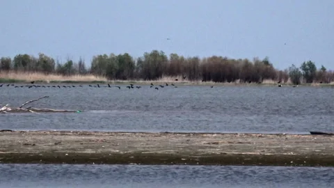 Flock of birds takes off over the surface of the swamp water. Stock Footage 229468467