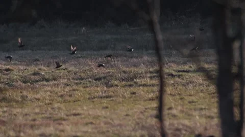 Flock of birds takes off from thick grass on a meadow at sunset, captured i.. Stock Footage 307916840
