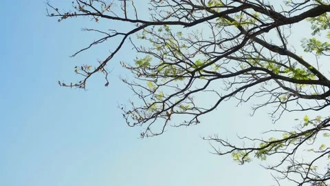 Flock of birds taking on and off from a tree in the sky. Stock Footage 154013803
