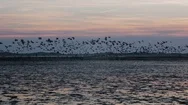 Flock Of Birds Taking Off From Beach At Sunset Stock Footage