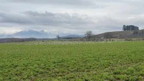 Flock of birds taking flight over a green field with mountains in the backg.. Stock Footage 304460538