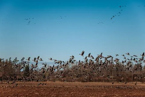 Flock of birds taking flight over a brown agricultural field with clear blu.. Stock Photos