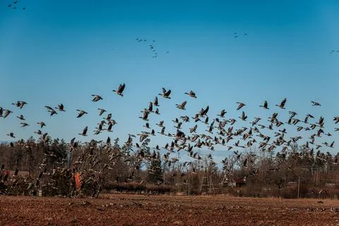 Flock of birds taking flight over a rural field with clear blue sky and dis.. Stockfoto's
