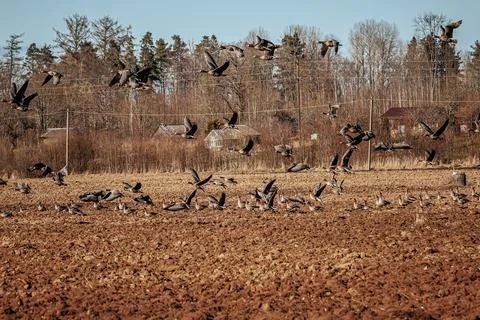 Flock of birds taking flight over a plowed agricultural field with trees an.. 스톡 사진