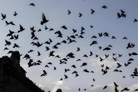 Flock of Birds Taking Flight from an Rooftop Stock Photos