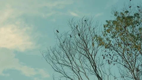 Flock of Birds Taking Flight from a Tree over Grassy Landscape Stock Footage 331718899