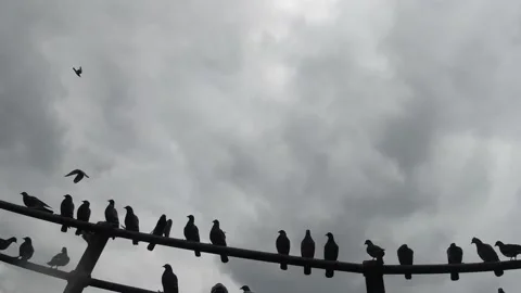 Flock of birds taking off in slow motion 스톡 동영상 133397491