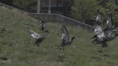 Flock of birds taking off in slow motion Stock Footage 138542799