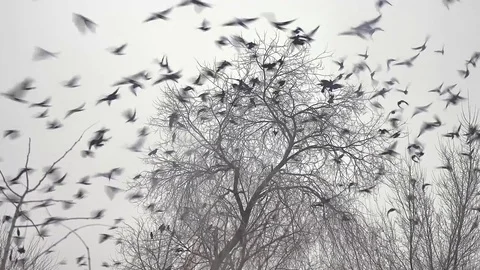Flock of birds taking off from a tree, a flock of crows black bird dry tree Vídeo Stock 70968142