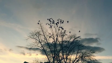 Flock of birds taking off from a tree, a flock of crows black bird dry tree 스톡 동영상 81385292