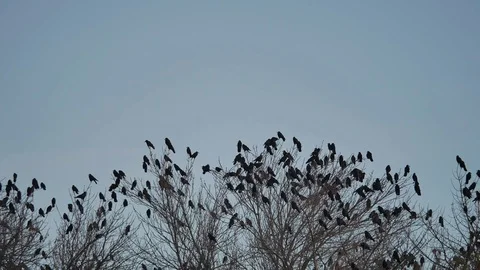 Flock of birds taking off from a tree, a flock of crows black bird dry tree Video stock 82571431