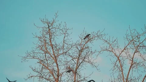 Flock of birds taking off from a tree, a flock of crows black bird dry tree. a Stock Footage 145451986