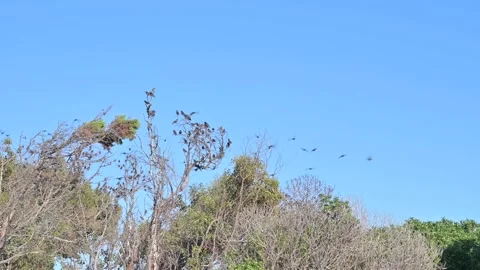Flock of birds taking off from tree Stock Footage 145726369