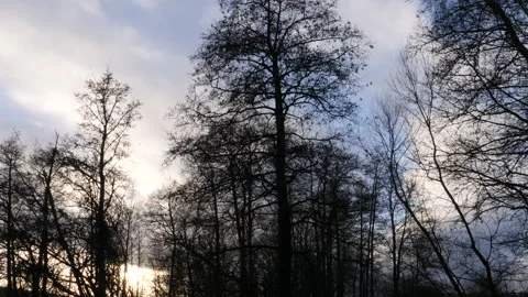 Flock of Birds Taking off From Tree, Silhouette Low Angle Shot Stock Footage 170479714