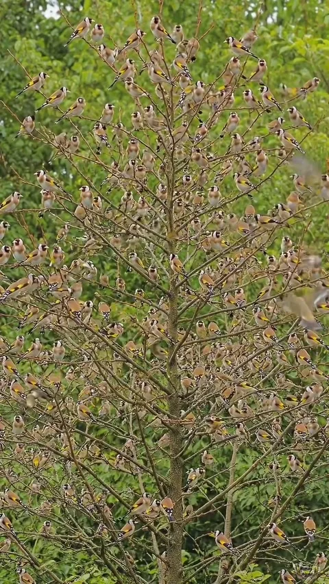 Flock of birds on a tree branch Stock Footage 328090093