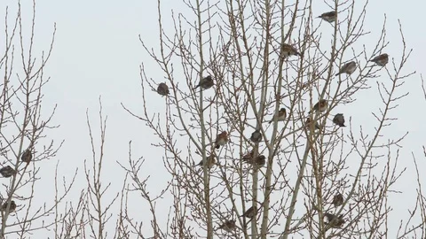 Flock of birds on a tree Stock Footage 87967764