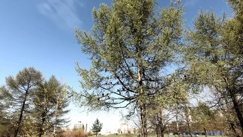 Flock of birds on tree Stock Footage 89581319