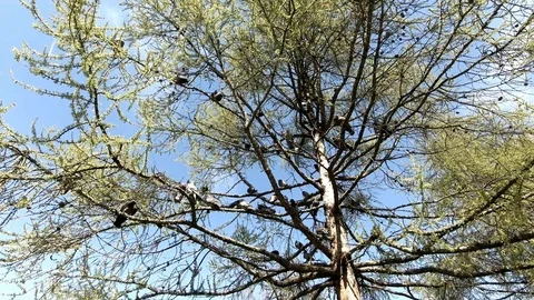 Flock of birds on tree Stock Footage 89581340