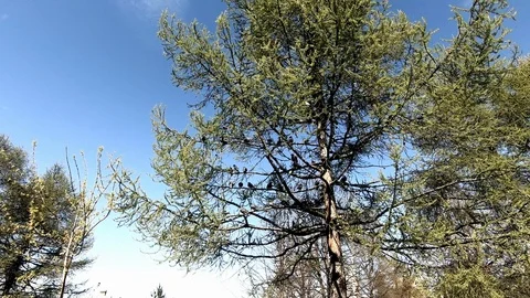 Flock of birds on tree Stock Footage 89581413
