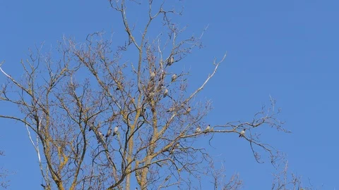 Flock of birds on a tree. Stock Footage 108403077
