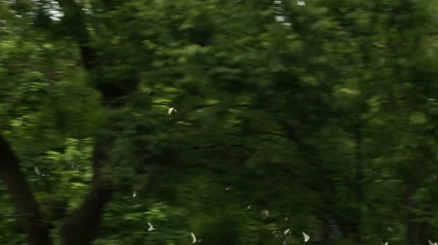 Flock of Birds Trees and Sky - Pigeons Public Park Manhattan New York City NYC Stock Footage 40603057