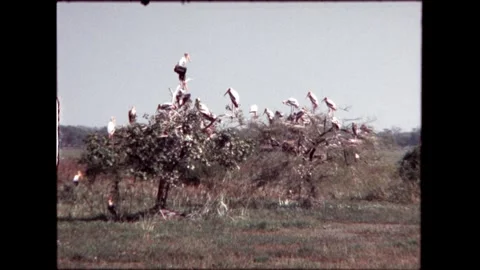 Flock of Birds on Trees Stock Footage 276293160