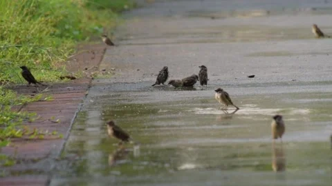Flock of birds walking and playing in puddle on a concrete road during rain. Stock Footage 340048667