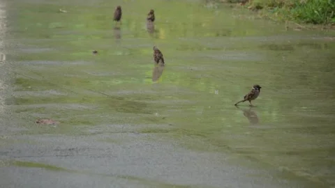 Flock of birds walking and playing in puddle on a concrete road during rain. Stock Footage 340048772