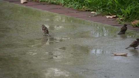 Flock of birds walking and playing in puddle on a concrete road during rain Stock Footage 340048791