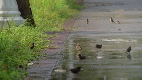 Flock of birds walking and playing in puddle on a concrete road during rain. Stock Footage 340051930