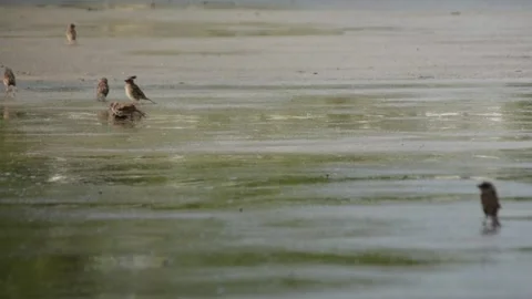 Flock of birds walking and playing in puddle on a concrete road during rain. Stock Footage 340051946
