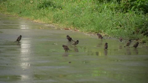 Flock of birds walking and playing in puddle on a concrete road during rain Stock Footage 340051964