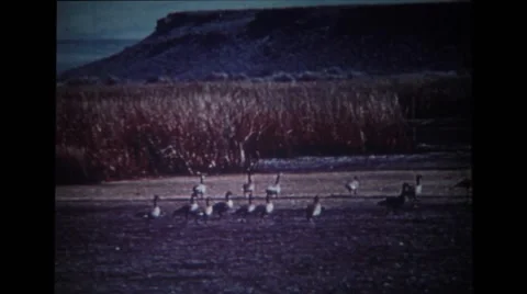 Flock of birds walking on the ground Stock Footage 39884976