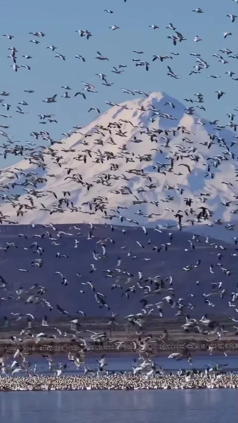 Flock of birds on the water 库存影片 326766820