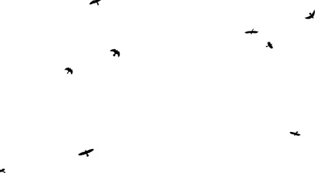 Flock of birds on white background Stock Footage 86787455