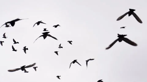 Flock of Birds on White HD Pro Stock Footage 50340541